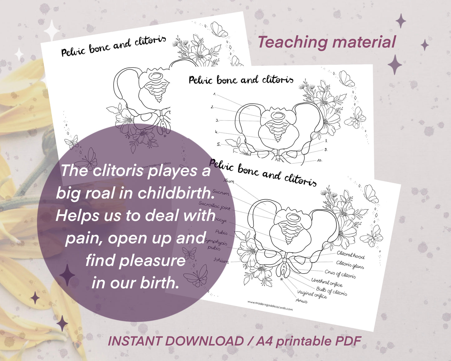 Pelvic bone and Clitoris