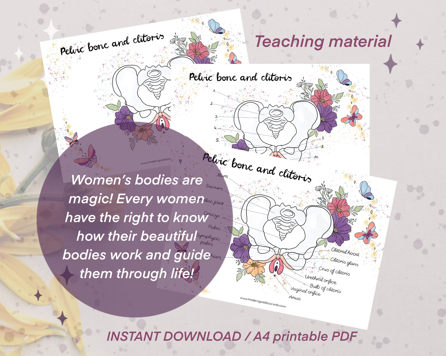 Pelvic bone and Clitoris